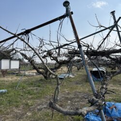 果樹園　柿畑　枝の支柱　撤去処分　岐阜県瑞穂市